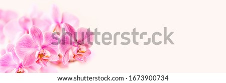 Beautiful floral background. Pink phalaenopsis orchids on a light background. Pastel colors. Selective focus. Close up.