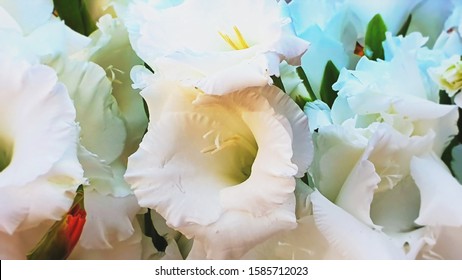 10,336 Pink White Gladiolus Images, Stock Photos & Vectors | Shutterstock