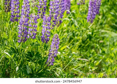 beautiful floral background. Purple lupine flowers close up, green leaves and grass blurred green background. - Powered by Shutterstock