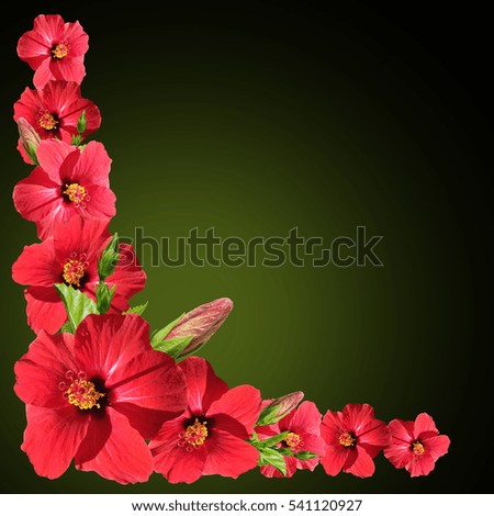 Similar – Image, Stock Photo coloured flowers