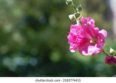 Beautiful Floral Bokeh Background With Pink Mallows