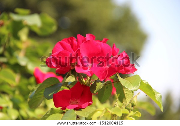 Beautiful Floral Landscape Pink Tender Roses Stock Photo Edit Now