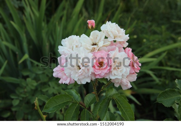 Beautiful Floral Landscape Pink Tender Rose Stock Photo Edit Now