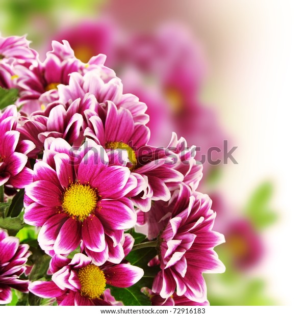 Beautiful Floral Pink Flower Border Square Stock Photo 72916183 ...