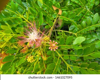 Beautiful floral spring abstract background of nature. Branches of blossoming apricot macro with soft focus on gentle light blue sky background. For easter and spring greeting cards and calender