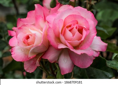 A beautiful floribunda rose named Bold Seduction.  Sport of the very popular rose Seduction.