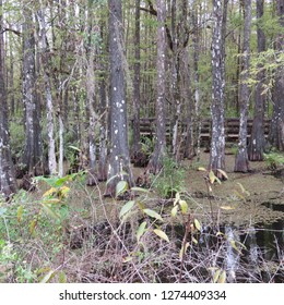 A Beautiful Florida Cypress Swamp Background With A Walking Path