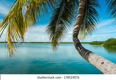 Beautiful Florida Keys along the shoreline coconut palm tree and gulf view.