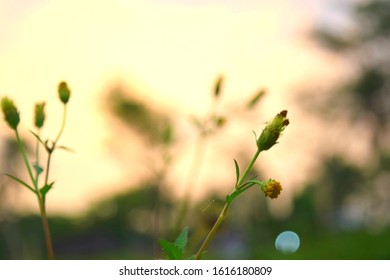 Beautiful flower in the afternoon. Valentine's concept - Shutterstock ID 1616180809