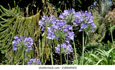Beautiful flower of Agapanthus africanus also known as lily of the nile, African, blue lily etc. - Shutterstock ID 2180049605