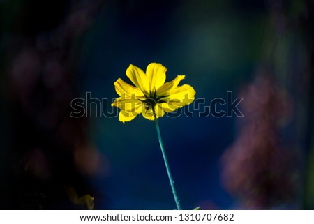 Similar – bluring wildflowers