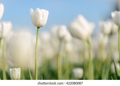 Красивый цветочный фон. Удивительный вид ярких белых тюльпанов, цветущих в саду посреди солнечного весеннего дня с зеленой травой и голубым небом пейзаж.