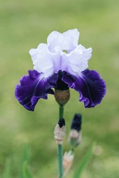 A Beautiful Flower Of A Bearded Iris Lilac Purple In Summer In The Garden