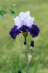 A Beautiful Flower Of A Bearded Iris Lilac Purple In Summer In The Garden