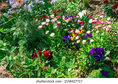 Beautiful Flower Bed. Many Colorful Flowers In The Flower Bed. Colorful Flowerbed In Pink, Blue And White In Spring. Taken In Closeup With A View From Above.