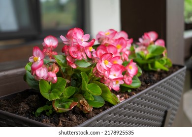 A beautiful flower begonia of fuchsia color growing in the pot at the terrace. Planting and gardening concept - Shutterstock ID 2178925535