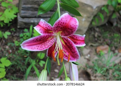 A Beautiful Flower In A Black Mulch Garden