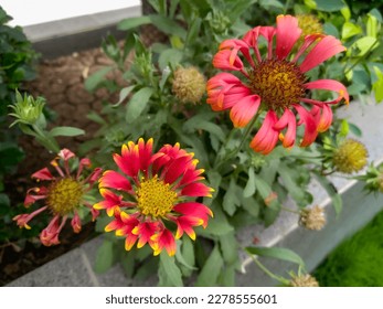 Beautiful flower blooming in garden, nature photography, natural gardening background, floral wallpaper, closeup of petals  - Shutterstock ID 2278555601