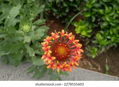 Beautiful flower blooming in garden, nature photography, natural gardening background, floral wallpaper, closeup of petals  - Shutterstock ID 2278555603