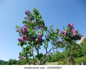 Beautiful Flower Is Blooming On The Top Of Mt. Usu.