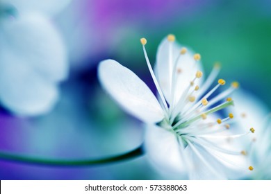 Beautiful flower blossoming cherry in macro closeup. Wallpaper, background, desktop, cover.