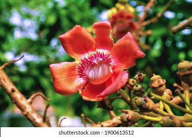 ficus religiosa flower