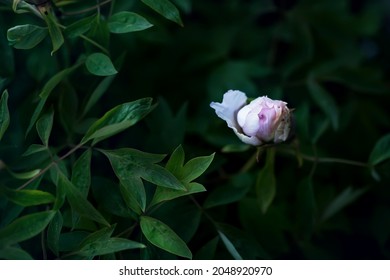 牡丹花线条stock Photos Images Photography Shutterstock