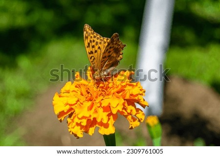 Beautiful flower butterfly monarch on background meadow, photo consisting from flower butterfly monarch slowly flies to grass meadow collect nectar, flower butterfly monarch at herb meadow countryside