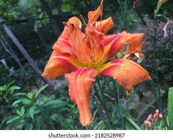 Beautiful Flower Catching The Morning Dew. Pocahontas County, West Virginia.