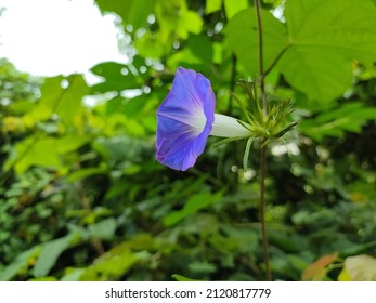  Beautiful Flower At Chitrakote Waterfalls