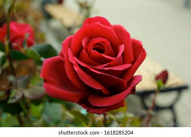 A beautiful flower in the city - Shutterstock ID 1618285204