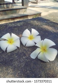 Beautiful flower closeup, frangipani background photostock