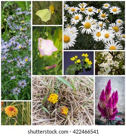 Beautiful flower collage made from nine photographs.