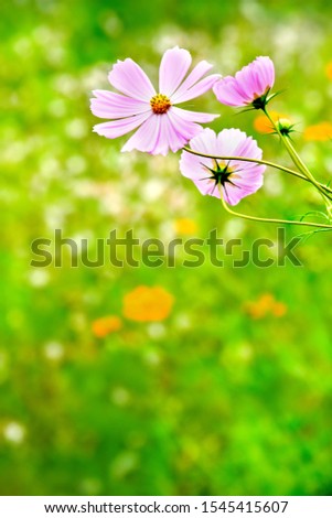 Similar – Multicolored Flowers Daisy