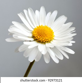 Beautiful Flower Daisy On White Background