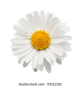 beautiful flower daisy on white background - Shutterstock ID 93312181