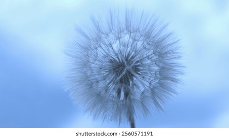 Beautiful flower dandelion on a background of clear blue sky. Close up of fluffy Dandelion on a blue background. Taraxacum Erythrospermum. Abstract nature background.  - Powered by Shutterstock