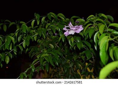 beautiful flower in the dark night - Shutterstock ID 2142617581
