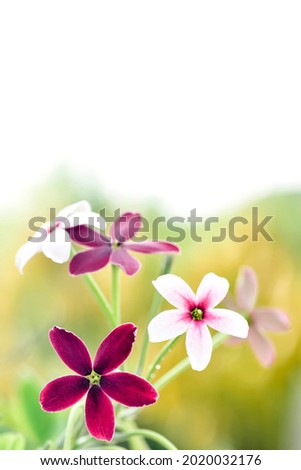 Similar – Image, Stock Photo coloured flowers