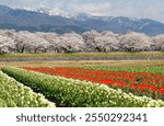 Beautiful flower field in Funakawa Riverside Park, which is popular for the "Spring Quartet" view of cherry blossoms, tulips, rape blossoms and snowy mountains, in Asahi Town, Toyama Prefecture, Japan