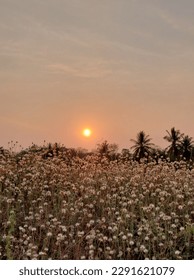 beautiful flower fields and sunset
