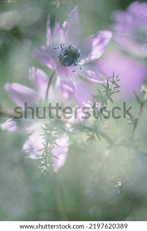 Similar – Blüte der Sterndolde (Astrantia)