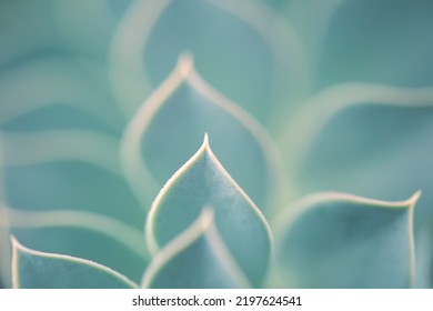 a beautiful flower found in nature.Blue Succulent close-up - Powered by Shutterstock