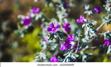 Beautiful Flower Of Four O'clocks Family