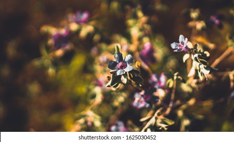 Beautiful Flower Of Four O'clocks Family