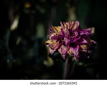 A Beautiful Flower At The Garden Road Church's Community Garden In Calgary, Alberta