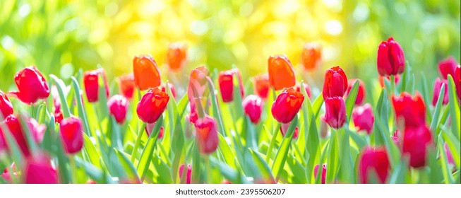 Beautiful flower in the garden with sunset background. Colorful tulips spring blossoming, bokeh flower background, pastel and soft floral. - Shutterstock ID 2395506207