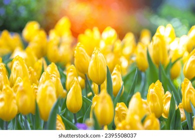 Beautiful flower in the garden with sunset background. Colorful tulips spring blossoming, bokeh flower background, pastel and soft floral. - Shutterstock ID 2395508037