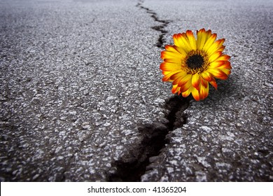 Beautiful Flower Growing On Crack In Old Asphalt Pavement