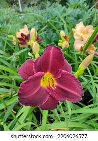 Beautiful Flower Hemerocallis Pardon Me